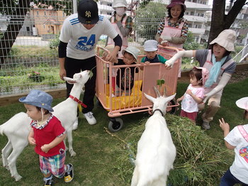 やぎ・羊のふれあい (31).JPG